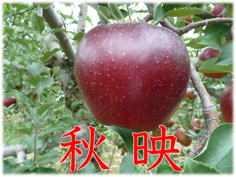 信州,りんご,秋映,松林農園,甘い,蜜