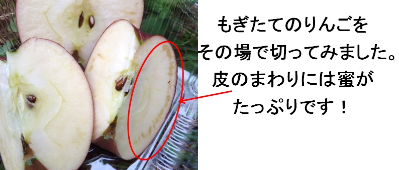 信州,りんご,秋映,松林農園,甘い,蜜