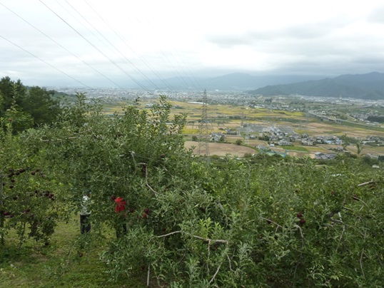 信州,りんご,秋映,松林農園,甘い,蜜