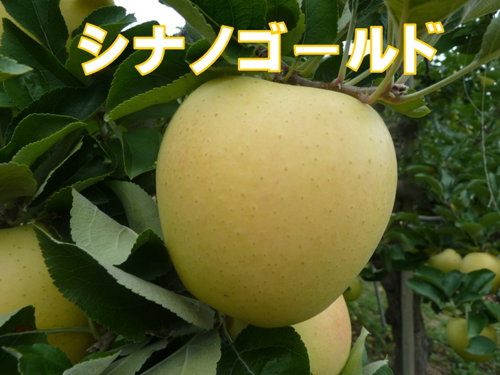 りんご,シナノゴールド,信州,長野県,リンゴ,贈答用