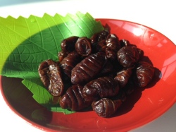 虫セット・昆虫食・いなご・さなぎ・蜂の子