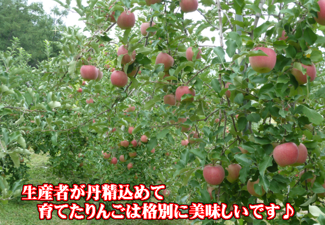 信州サンふじ,りんご