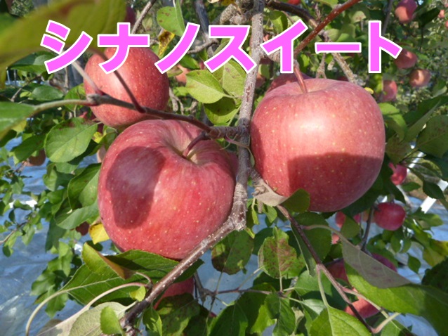 りんご,シナノゴールド,信州,長野県,贈答用,リンゴ