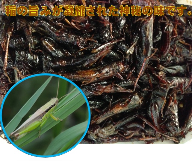 信州・須坂の珍味・昆虫食シリーズいなご甘露煮100gトレー