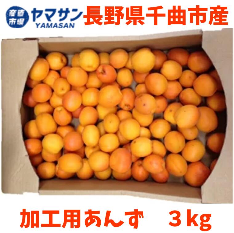 予約 6月中旬～7月中旬出荷【送料無料】クール便 令和5年度産 長野県千曲市産 生あんず 杏 あんず 生 加工用 3kg箱 産直市場ヤマサン