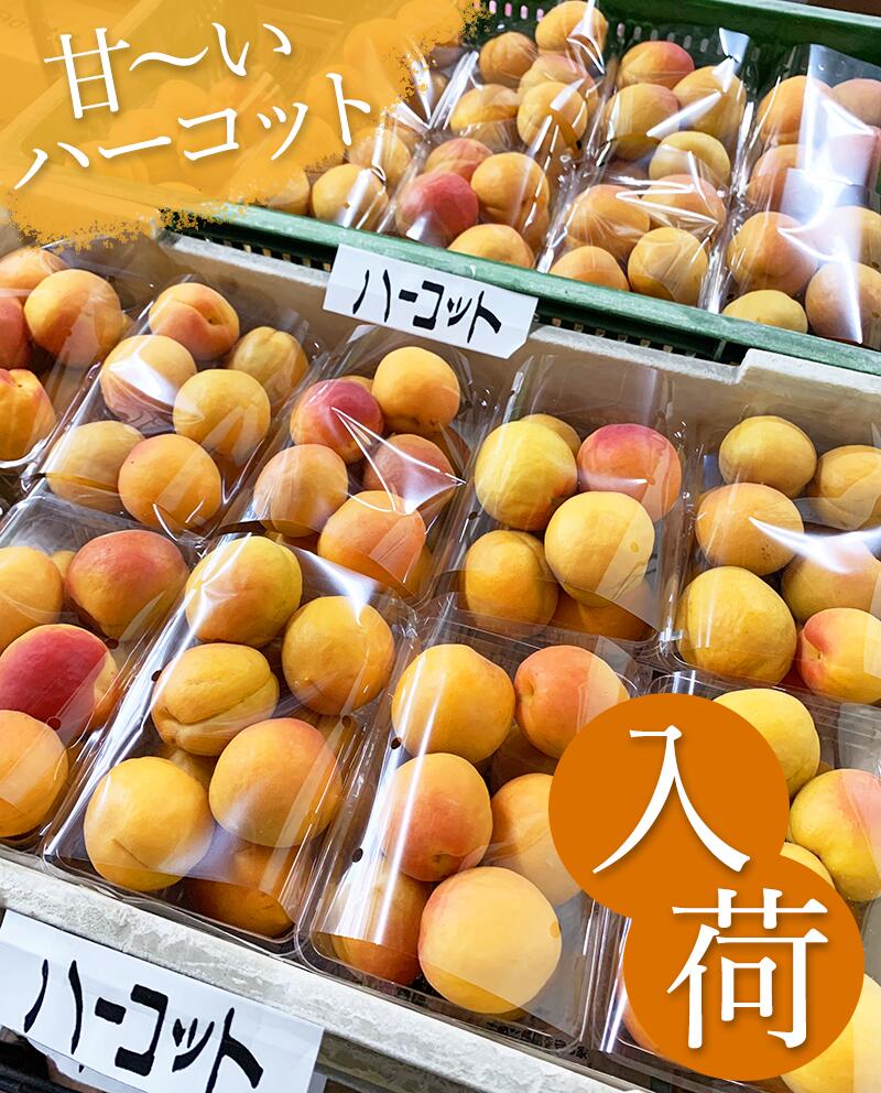 ハーコット入荷