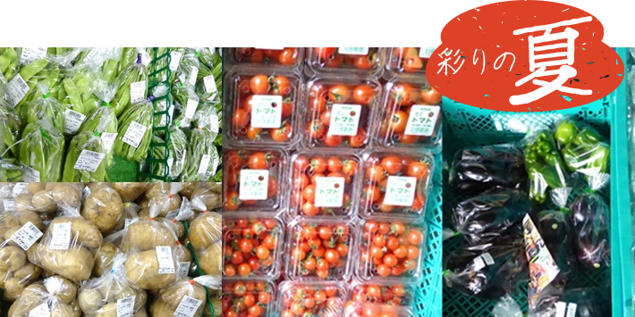 商品案内_夏