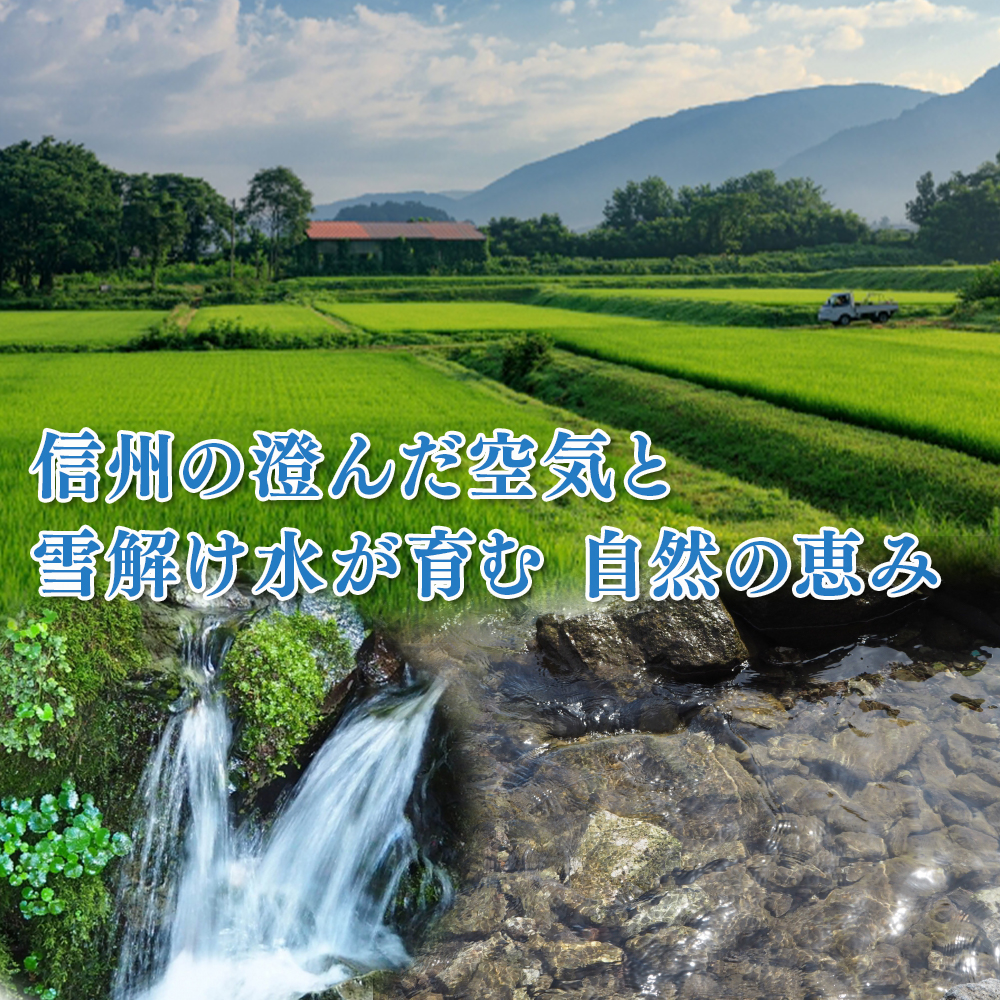 木島平村こしひかり　コシヒカリ　5kg 10kg