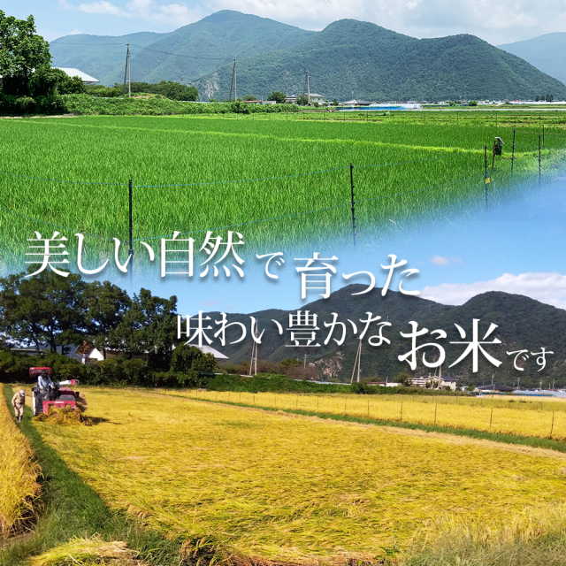 千曲市産コシヒカリ