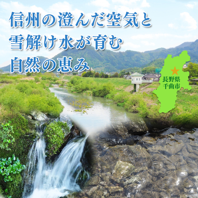 千曲市産コシヒカリ