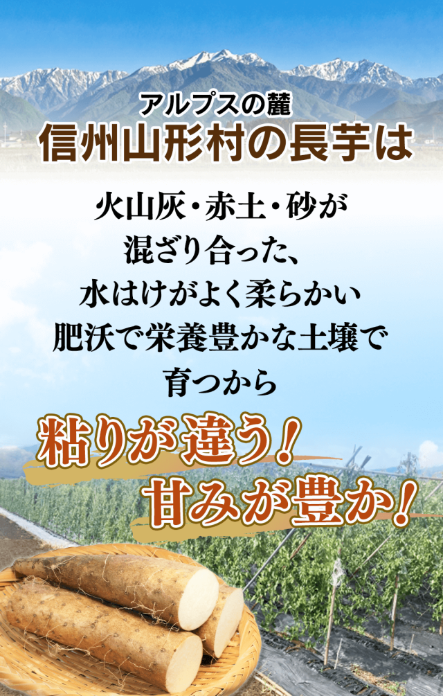 長いも,長芋,山形村,信州,ねばり,長野