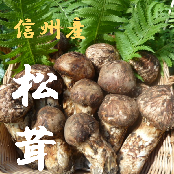 ④信州産 松茸 長野県 クール便 180g 【公式通販】