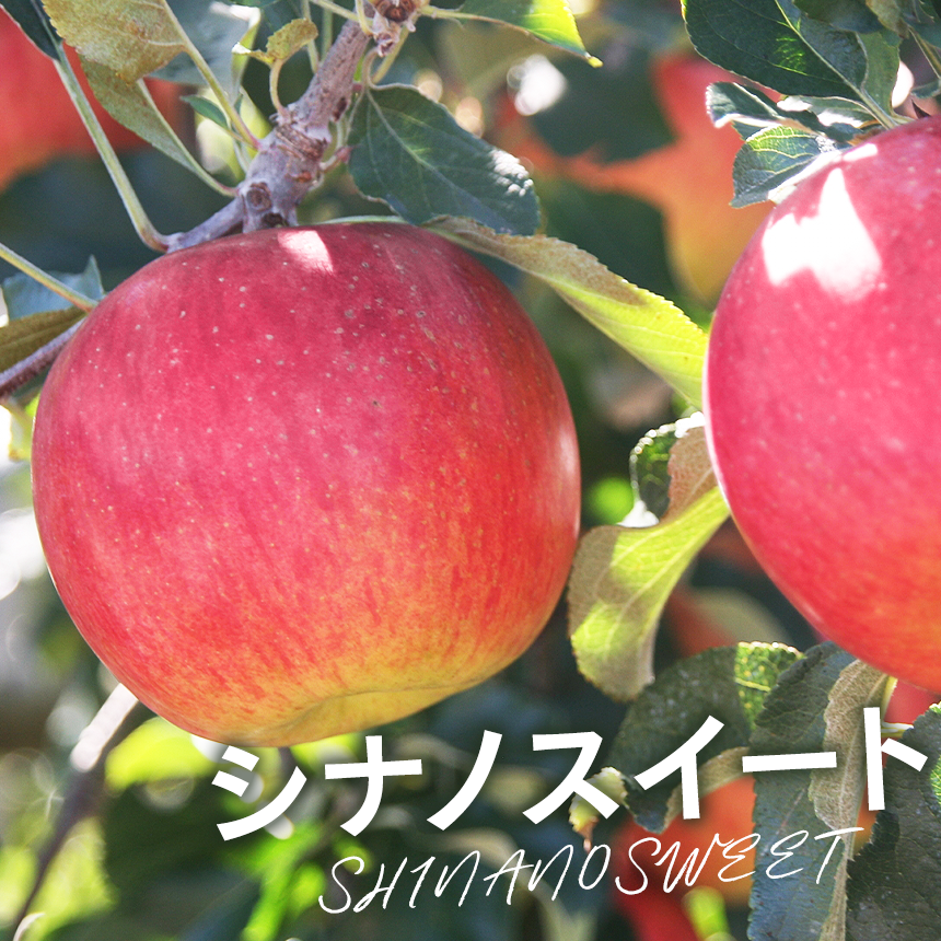 長野県産 シナノスイート りんごジュース 100％ストレート 1L 1