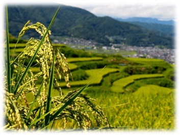 棚田米,姨捨,信州,長野,産直市場