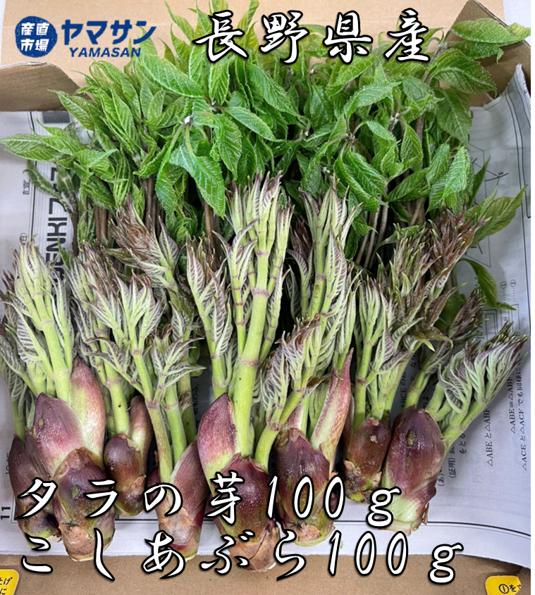 山菜,タラの芽,こしあぶら,コシアブラ