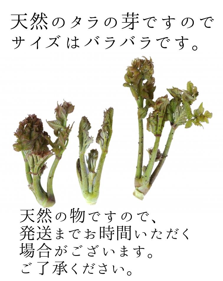 タラの芽　たらのめ　たらの芽