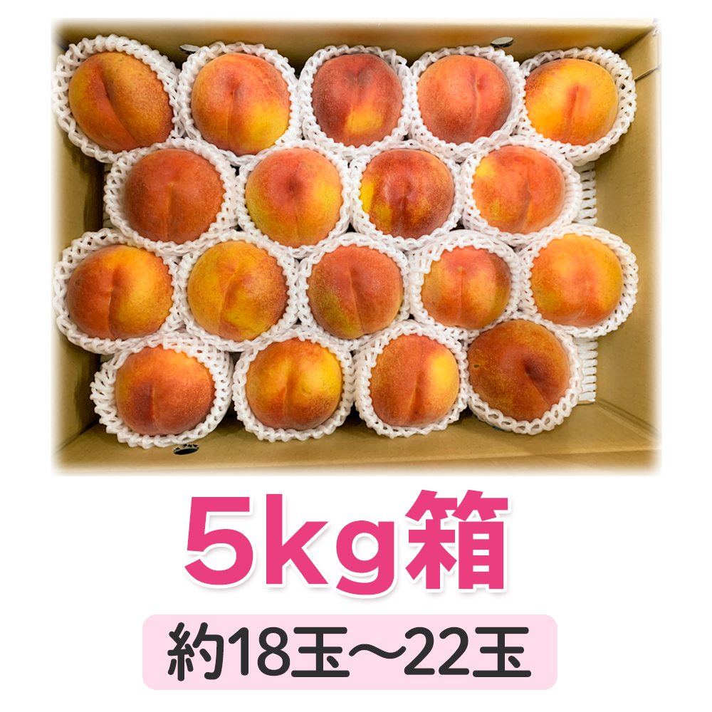 ワッサー５kg箱